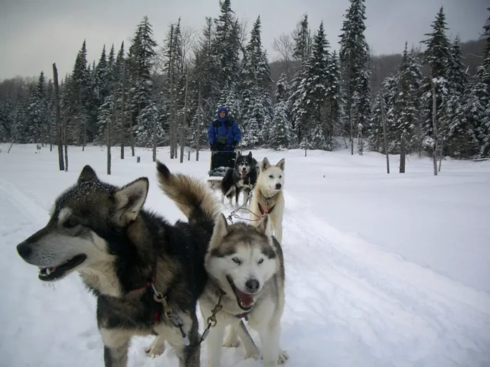 kimmik rasskazyvaet o drevnej migraczii i arkticheskih sobakah inuitov-urbandigest-ru-0