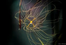 Кирилл Коростылев и Елена Монастырская о сезоне медуз-крестовиков в Приморье kirill korostylev i elena monastyrskaya o sezone meduzkrestovikov v primore-urbandigest-ru-0