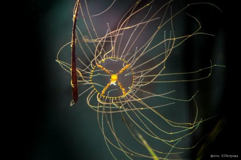 Медуза-крестовик Предоставлено Приморским океанариумом