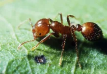 Министерство сельского хозяйства США и Смитсоновский национальный парк защищают от Solenopsis invicta ministerstvo selskogo hozyajstva ssha i smitsonovskij naczionalnyj park zashhishhayut ot -urbandigest-ru-0