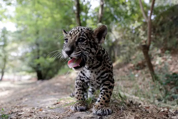 Вводная картинка