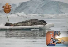 Секрет одиночества Hydrurga leptonyx и редкость вшей Antarctophthirus ogmorhini sekret odinochestva i redkost vshej -urbandigest-ru-0