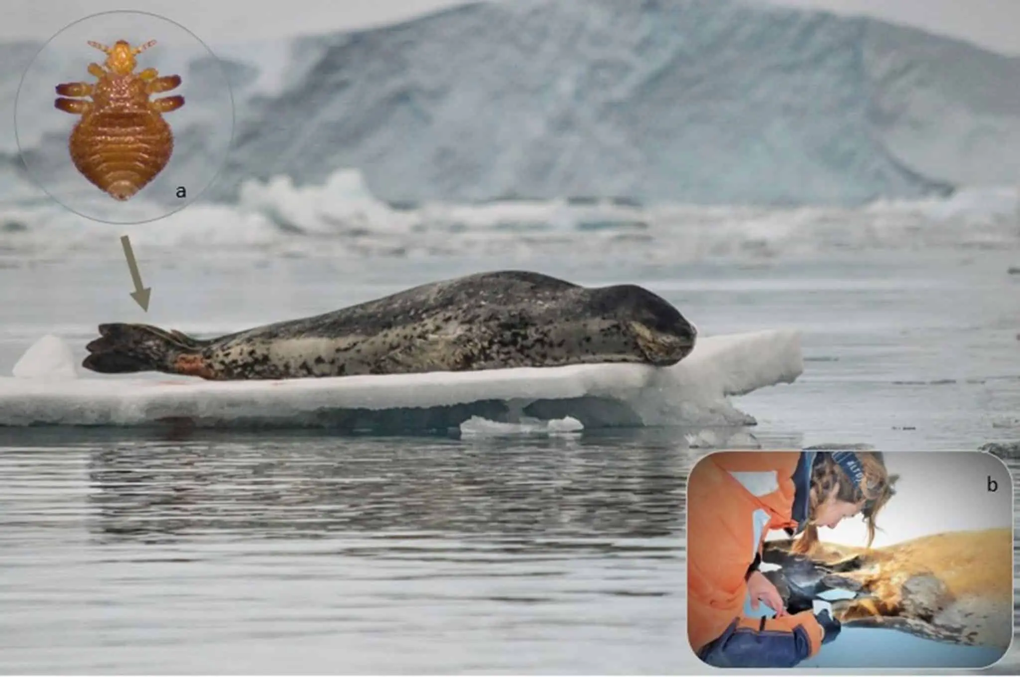 Секрет одиночества Hydrurga leptonyx и редкость вшей Antarctophthirus ogmorhini-0