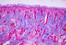 stvolovye kletki dolgozhitelej ot mateusa vidigala de kastro raskryvayut sekrety stareniya posle 19-urbandigest-ru-0