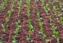 Удобрения по лунному календарю помогут сделать сад ярче и урожайнее udobreniya po lunnomu kalendaryu pomogut sdelat sad yarche i urozhajnee-urbandigest-ru-0