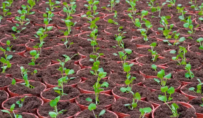 Удобрения – это просто: секреты садовода по лунному календарю