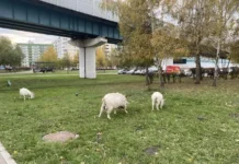 Валерий Аникеев, Оксана Самойлова и Джиган помогли козам найти новый дом в эко-парке valerij anikeev oksana samojlova i dzhigan pomogli kozam najti novyj dom v ekoparke-urbandigest-ru-0