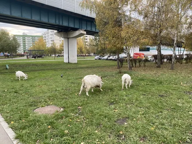 Легендарные козы больше не пасутся в окрестностях Бутово  | Источник: Животовская Валерия / MSK1.RU