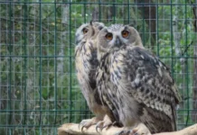Филины из Красной книги готовятся к свободе в парке «Бажовские места» filiny iz krasnoj knigi gotovyatsya k svobode v parke bazhovskie mesta-urbandigest-ru-0