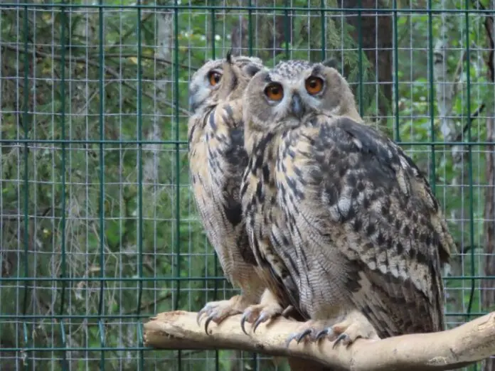 Филины из Красной книги готовятся к свободе в парке «Бажовские места»-0