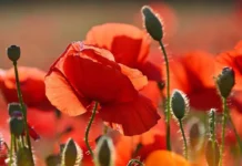 Ирина Лялина из Владивостока объяснила, почему с маком надо быть осторожным irina lyalina iz vladivostoka obyasnila pochemu s makom nado byt ostorozhnym-urbandigest-ru-0