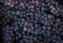 Объемы поставок винограда и яблок из Китая в Россию обновили рекорды obemy postavok vinograda i yablok iz kitaya v rossiyu obnovili rekordy-urbandigest-ru-0