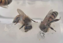 Project Apis m представляет Yarrowia lipolytica, способную спасти пчел. predstavlyaet sposobnuyu spasti pchel-urbandigest-ru-0