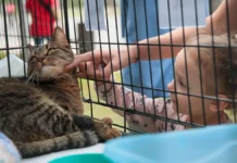 Сервис «Мой питомец» от Департамента ИТ и Мосволонтера меняет жизнь servis moj pitomecz ot departamenta it i mosvolontera menyaet zhizn-urbandigest-ru-0