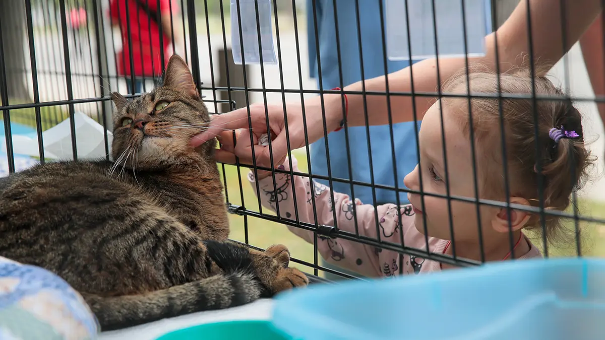 Взять животное из приюта: как сервис «Мой питомец» помогает москвичам