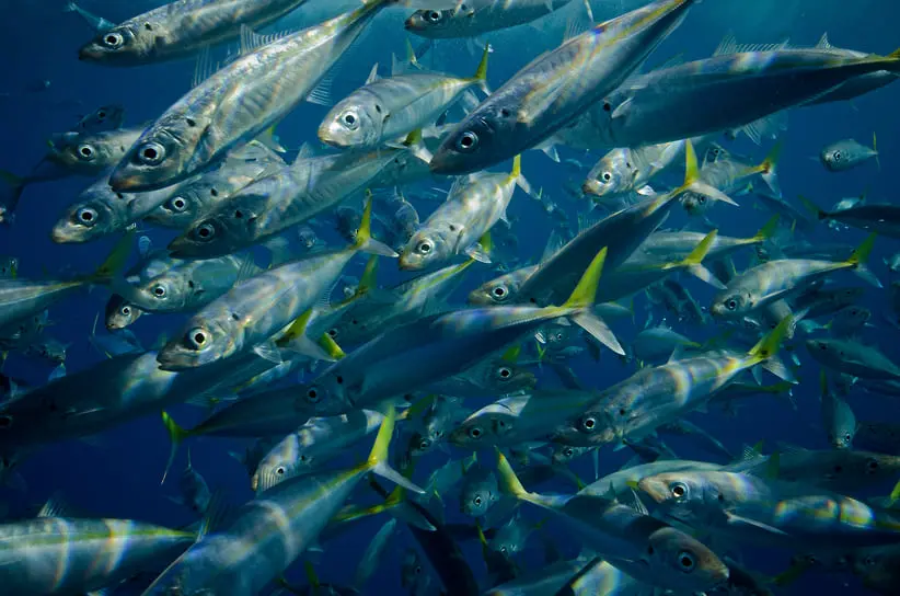 СПбГУ и Тихоокеанский институт делают прорыв в поиске атлантической скумбрии-0