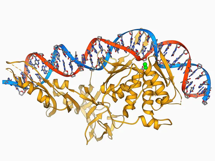 Молекулярная модель эндонуклеазы рестрикции (желтого цвета), связанной с молекулой ДНК (дезоксирибонуклеиновой кислоты)