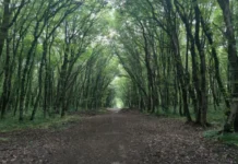 Владивосток и ООО "Эко плюс" совместно с жителями Змеинки сохранят лес vladivostok i ooo eko plyus sovmestno s zhitelyami zmeinki sohranyat les-urbandigest-ru-0