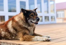 Александр Бастрыкин поддержал инициативы Олега Янчева по регулированию выгула собак aleksandr bastrykin podderzhal inicziativy olega yancheva po regulirovaniyu vygula sobak-urbandigest-ru-0