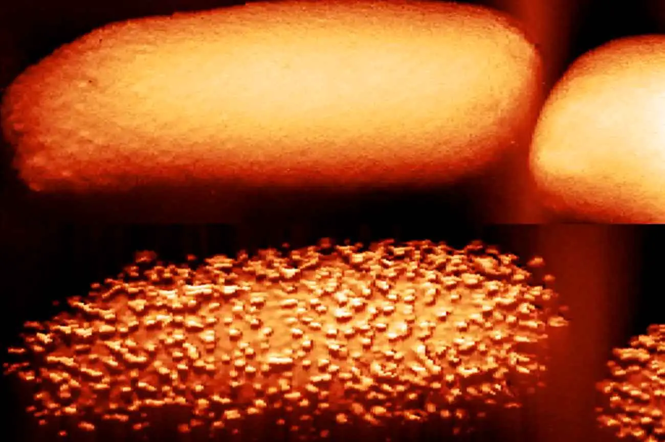 Как антибиотики-полимиксины успешно разрушают защиту Escherichia coli-0