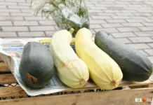 Пять ярких осенних рецептов с кабачками от Оксаны Никифоровой из Мурманска pyat yarkih osennih reczeptov s kabachkami ot oksany nikiforovoj iz murmanska-urbandigest-ru-0