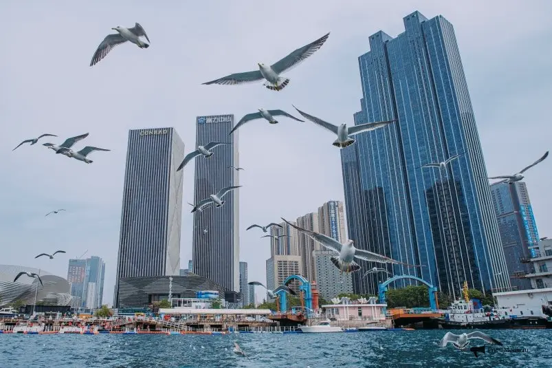 Далянь Мария Смитюк, ИА PrimaMedia