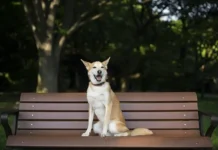 Александр Хаминский и Сергей Собянин обсудили новые штрафы для собак в Москве aleksandr haminskij i sergej sobyanin obsudili novye shtrafy dlya sobak v moskve-urbandigest-ru-0