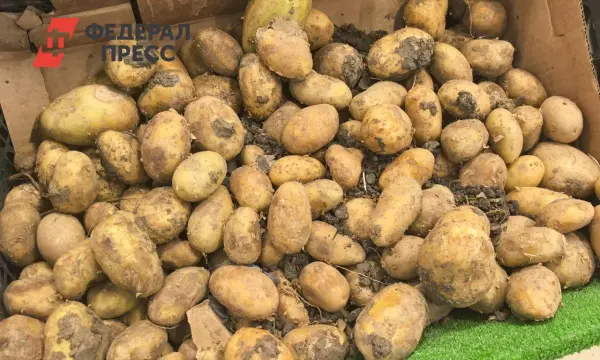 Алексей Красильников озвучил прогноз цен на картофель к праздникам-0