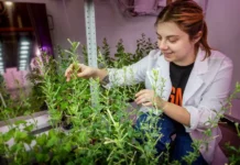 Алёна Гришина из Университета Лобачевского разработала диагностику инфекций растений alyona grishina iz universiteta lobachevskogo razrabotala diagnostiku infekczij rastenij-urbandigest-ru-0