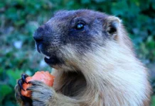 Бурятия защищает здоровье, несмотря на угрозы сурков и чумы buryatiya zashhishhaet zdorove nesmotrya na ugrozy surkov i chumy-urbandigest-ru-0