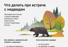 Как медведица смогла воссоединиться с медвежатами в Камчатке kak medvedicza smogla vossoedinitsya s medvezhatami v kamchatke-urbandigest-ru-0