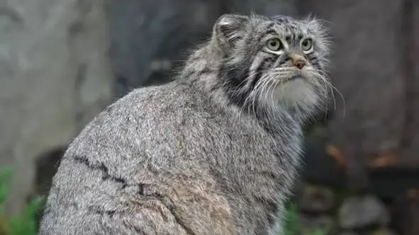 Манул Тимофей из Московского зоопарка набрал 5,9 килограмма перед зимой