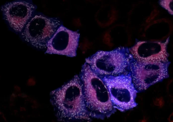 novye biosensory pozvolyayut oczenivat okislitelnyj stress v kletkah-urbandigest-ru-0