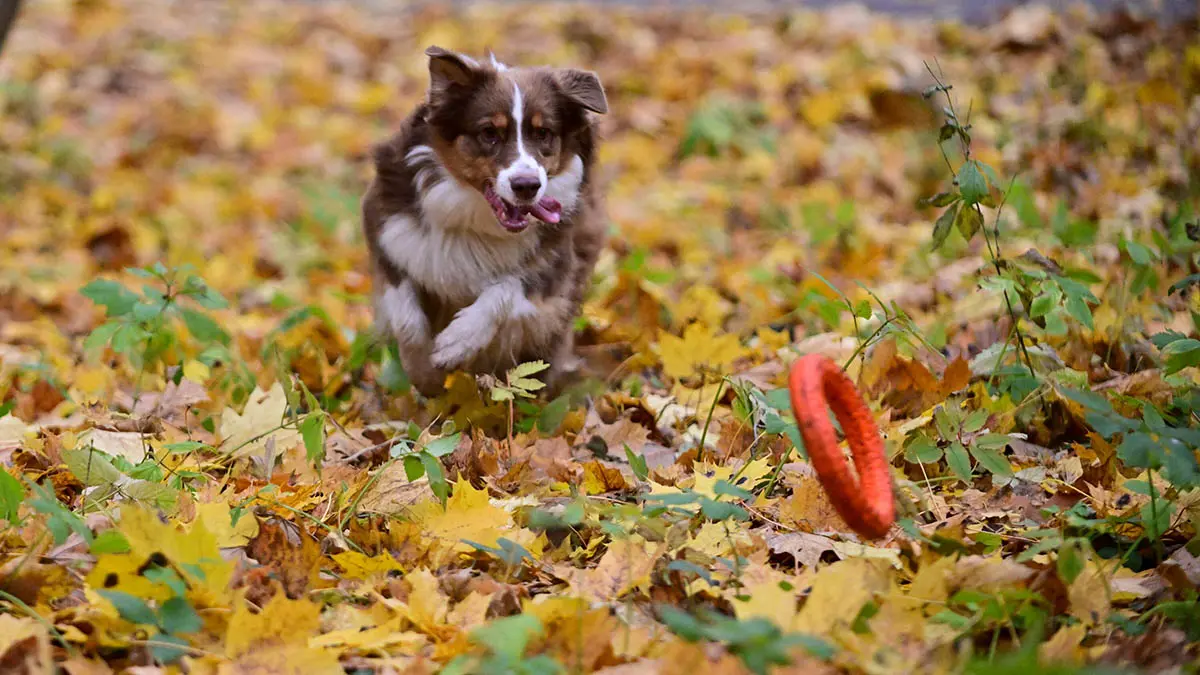 Какой будет погода в Москве в последнюю неделю октября
