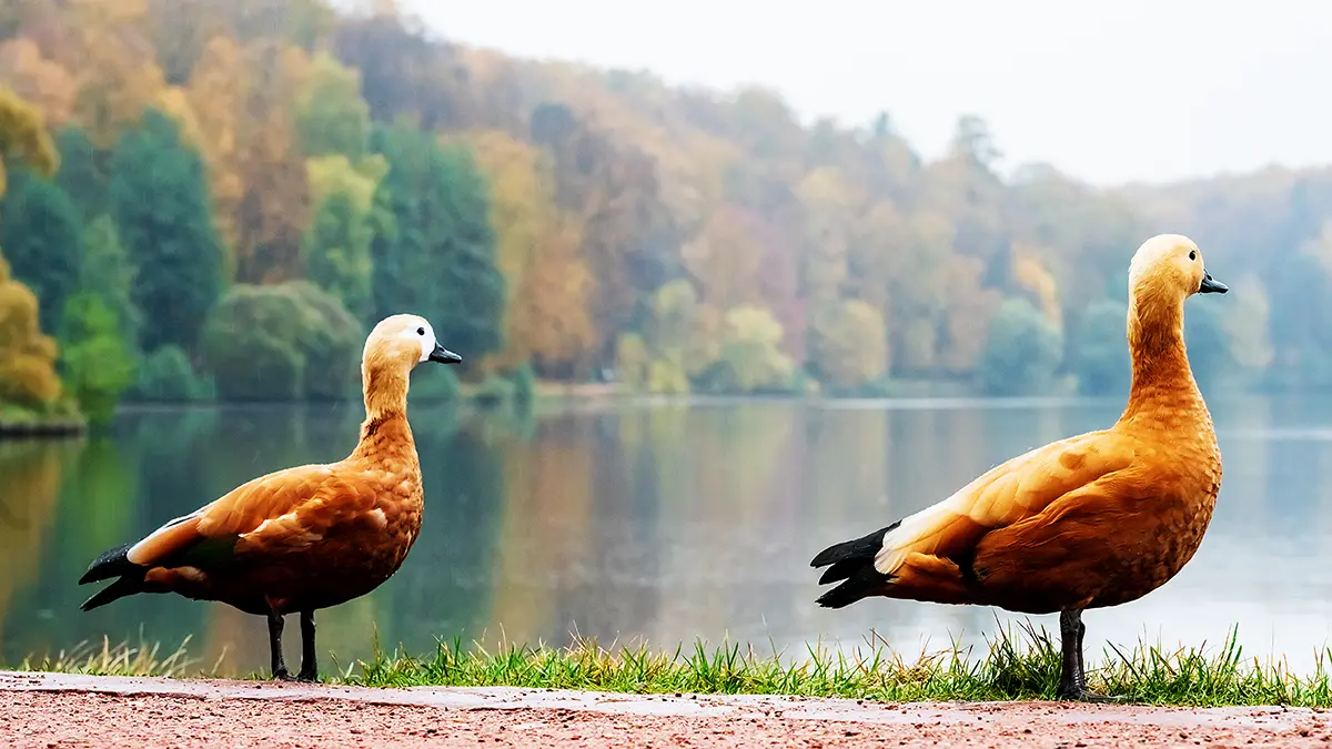 Погода в Москве 21 октября 2025 года