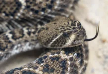 v tehase sluchaj s kotenkom i zmeej stal povodom dlya izmenenij v shkole-urbandigest-ru-0