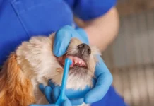 vladimir golubev obyasnyaet vazhnost chistki zubov u sobak dlya zdorovya-urbandigest-ru-0