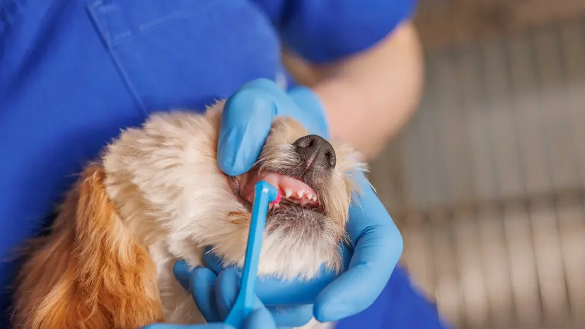 Кинолог Голубев: собаке нужна чистка зубов