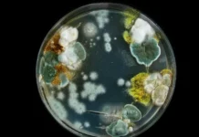 Trichophyton indotineae и мнение Елены Мескиной и Николая Крючкова о новых вызовах медицины i mnenie eleny meskinoj i nikolaya kryuchkova o novyh vyzovah medicziny-urbandigest-ru-0