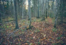 Исследования подвижности металлов в Центрально-Лесном заповеднике проводит Географический факультет МГУ с поддержкой Российского научного фонда issledovaniya podvizhnosti metallov v czentralnolesnom zapovednike provodit geograficheskij fakultet mgu s podderzhkoj rossijskogo nauchnogo fonda-urbandigest-ru-0