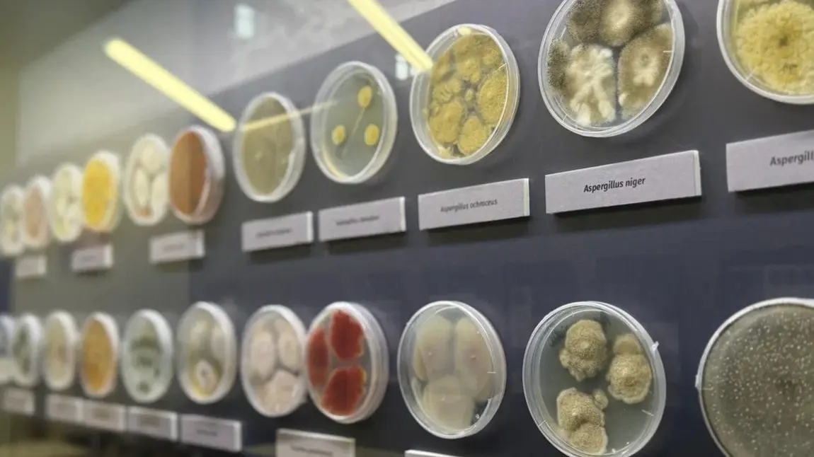 Москвичей пригласили на необычную выставку о плесени в столичный биокластер