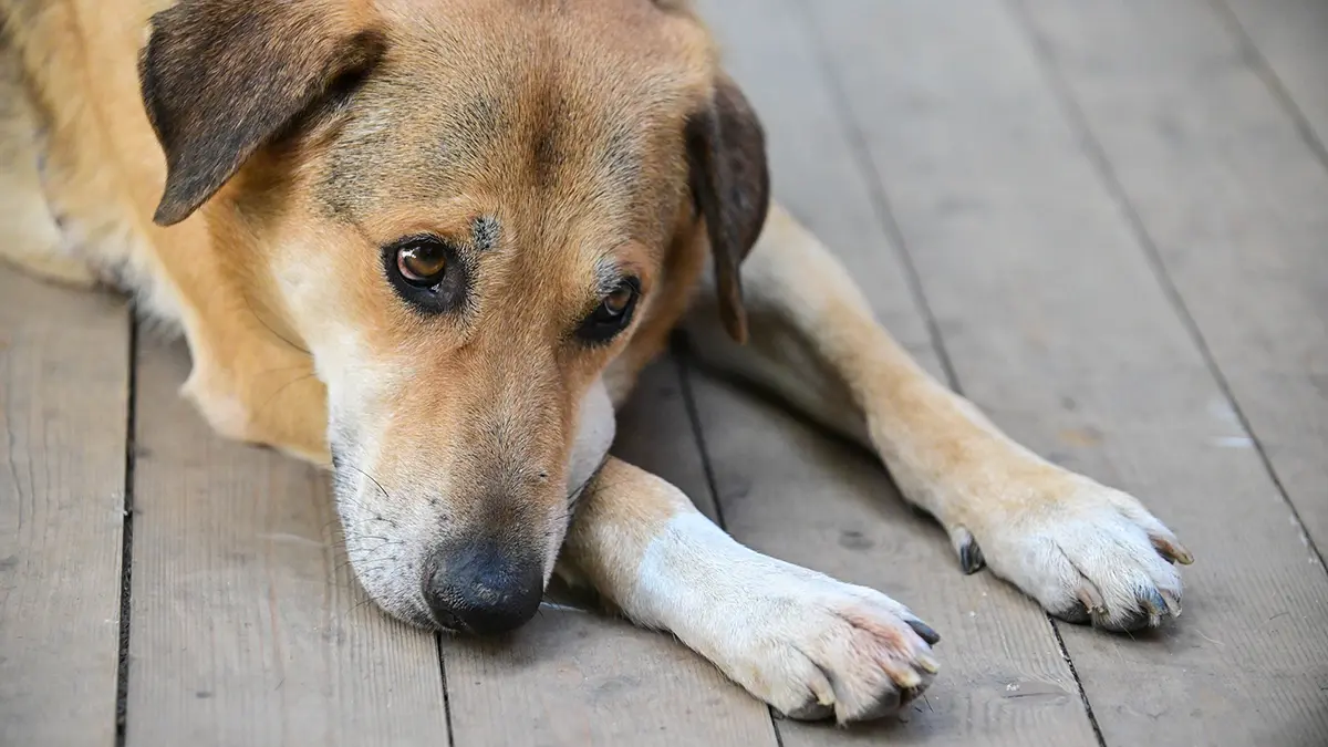 SCMP: Пропавшую в Китае собаку нашли в 1,5 тысячи километров от дома