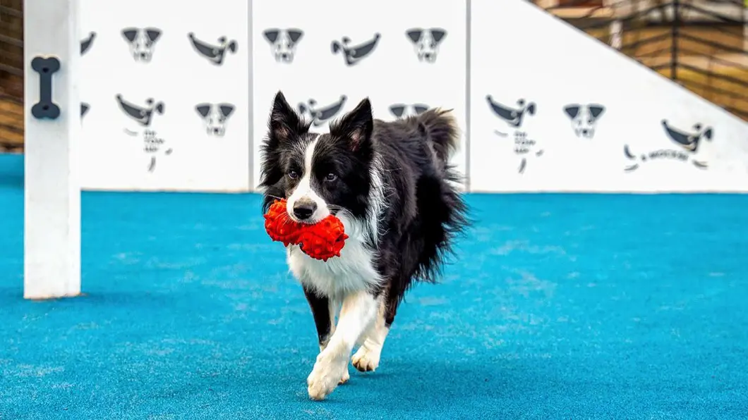 Для владельцев домашних животных в сервисе «Моспитомец» появились новые функции