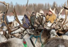Ненцы в тундре создают уникальную жизнь с помощью оленеводства и бартерного обмена nenczy v tundre sozdayut unikalnuyu zhizn s pomoshhyu olenevodstva i barternogo obmena-urbandigest-ru-0