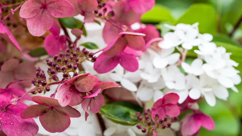 Флорист Колганова: для Дня матери подходят букеты светлых оттенков