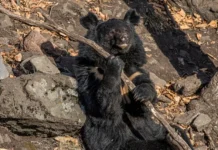 Удивительные визиты гималайского мишки на Шкотовский ДСК в Приморье радуют местных жителей udivitelnye vizity gimalajskogo mishki na shkotovskij dsk v primore raduyut mestnyh zhitelej-urbandigest-ru-0