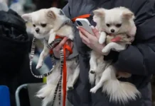 Владимир Голубев объясняет, как GPS-трекер защитит вашего питомца vladimir golubev obyasnyaet kak treker zashhitit vashego pitomcza-urbandigest-ru-0