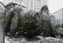 Галина Хренова и Илья Прокофьев советуют, как выбрать живую елку galina hrenova i ilya prokofev sovetuyut kak vybrat zhivuyu elku-urbandigest-ru-0