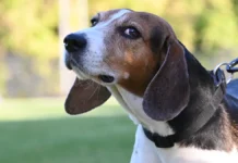 Хэйли Мари поделилась своими трудностями с питбулями, ши-тцу и другими породами hejli mari podelilas svoimi trudnostyami s pitbulyami shitczu i drugimi porodami-urbandigest-ru-0