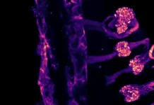 Институт нейронаук сделал важные открытия о распознавании холода с помощью TRPM8 и TRPA1 institut nejronauk sdelal vazhnye otkrytiya o raspoznavanii holoda s pomoshhyu 8 i 1-urbandigest-ru-0